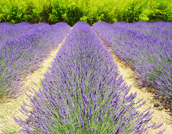 lavender fields